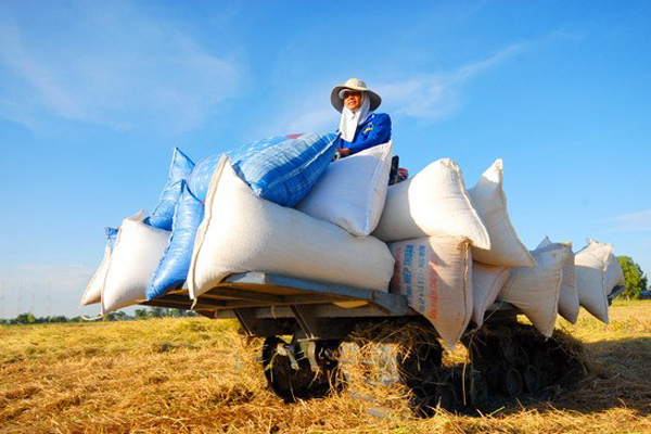 Có gì bất thường khi Trung Quốc giảm nhập khẩu gạo?